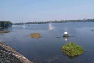 Scientist Makes Paper From Water Hyacinth in Indore