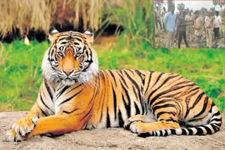 Tiger_Attack_on_Cow_in_Eluru_District