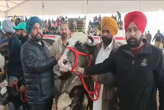 The Buffalo Of Ferozepur Got The First Prize in Punjab Cattle Fair (Source ETV Bharat)