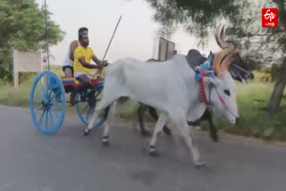 Thoothukudi Bullock Cart Rekla Race