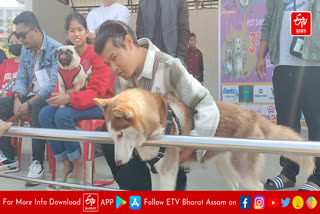 pet show in diphu