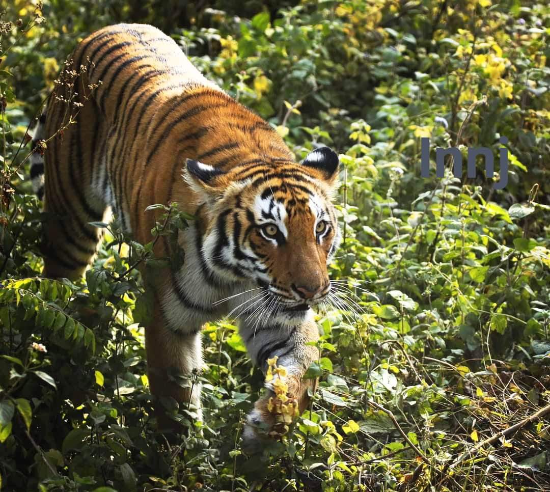 नारायणी गंडक नदी