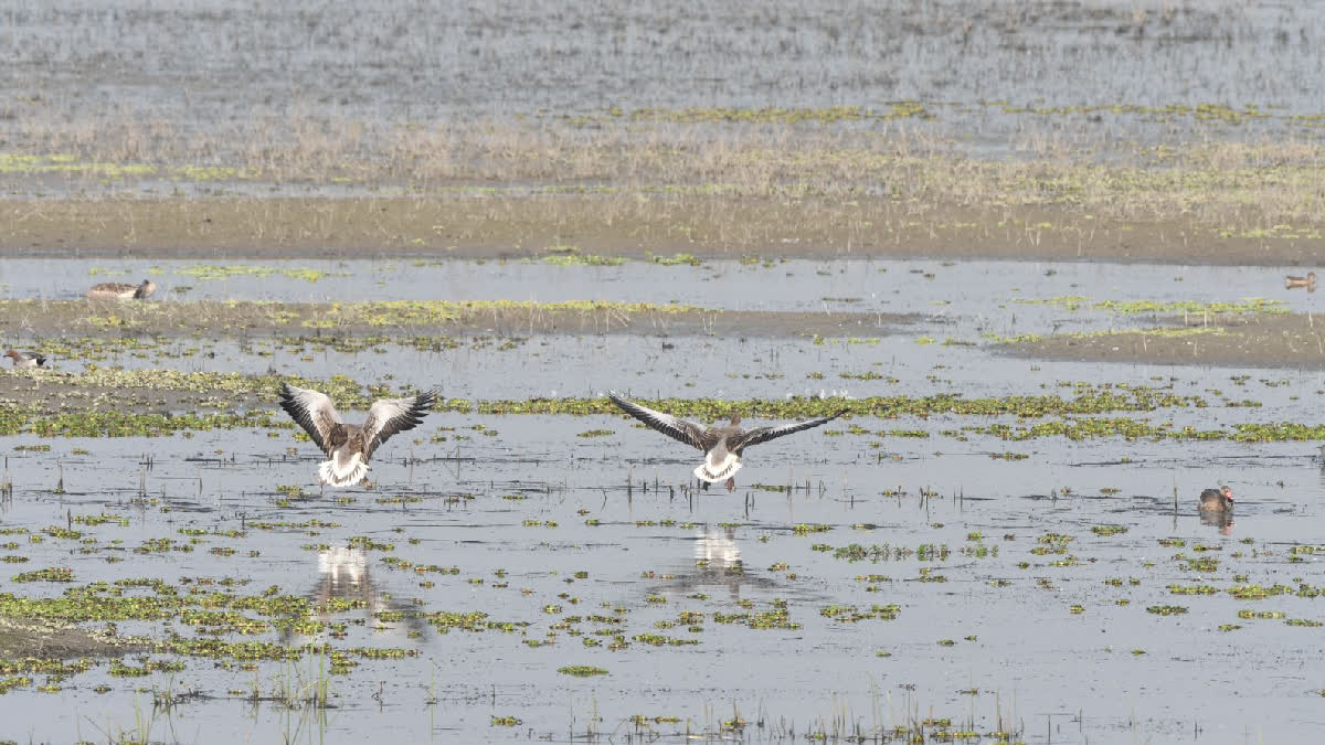 Assam's Laokhowa Wildlife Sanctuary Shines Bright In Water Bird Estimation