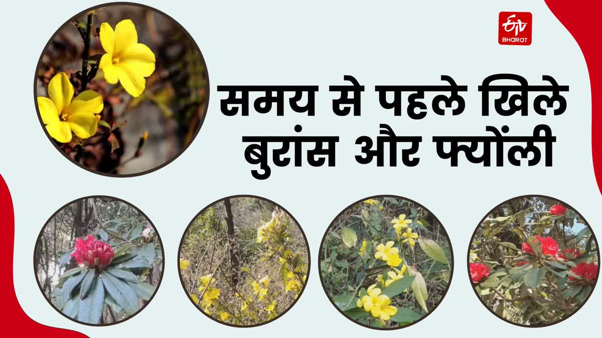 burans and Fyonli flowers bloomed in pauri in February-