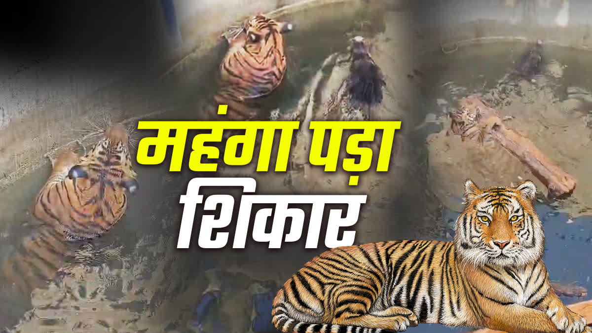 Seoni Tiger wild boar hunt gone wrong