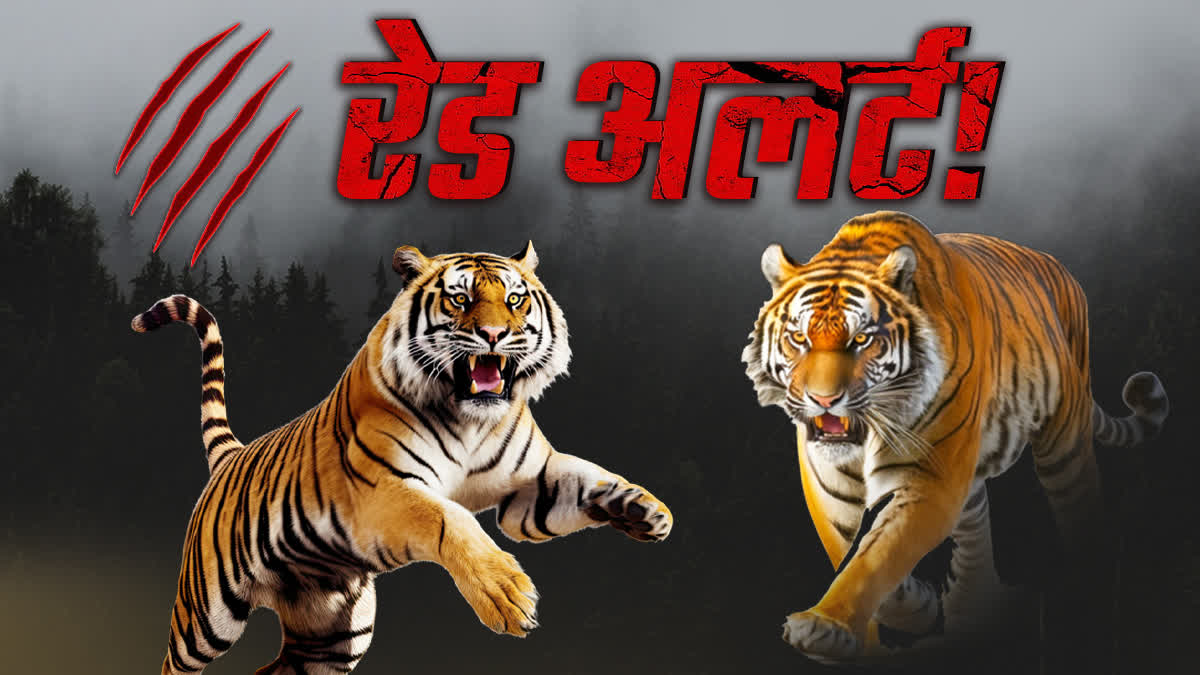 WCCB ISSUES RED ALERT FOR MP TIGERS