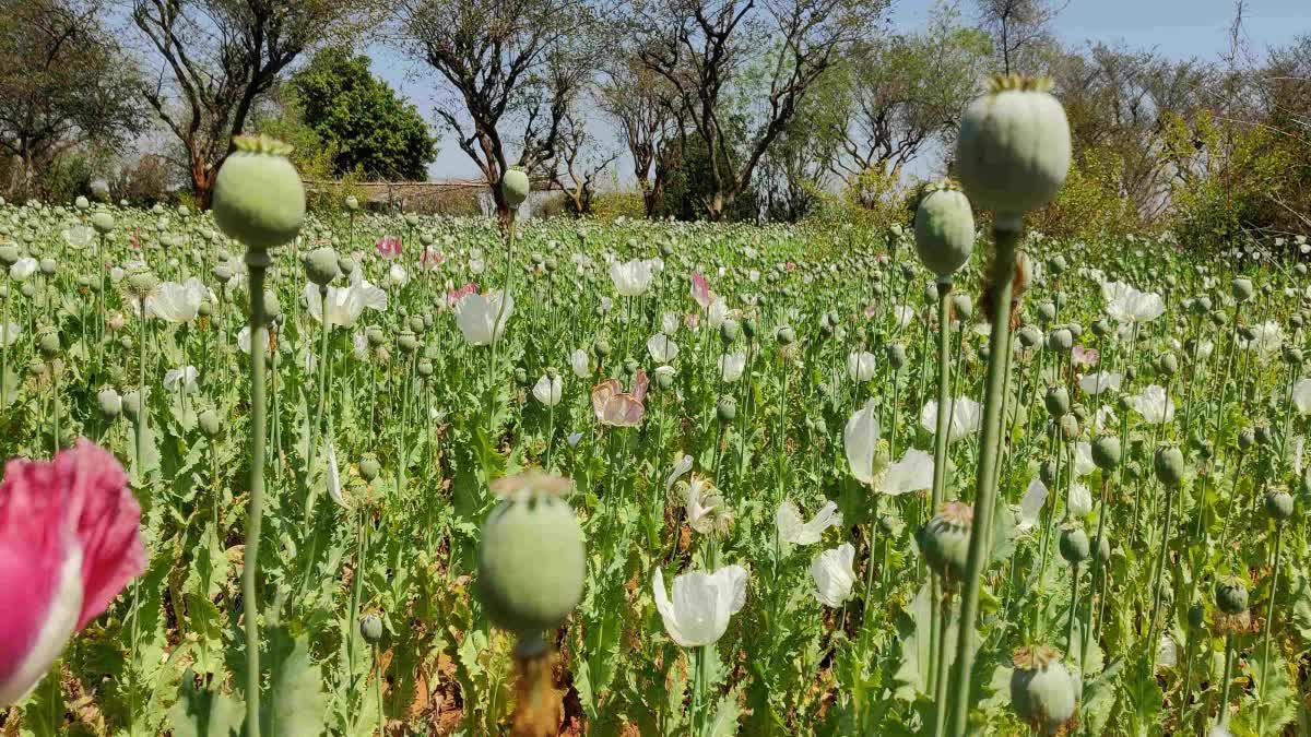 opium cultivation in Khunti