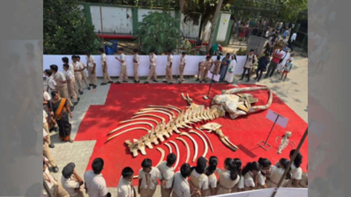 Massive Whale Skeleton Main Crowd-Puller At CMFRI Fest