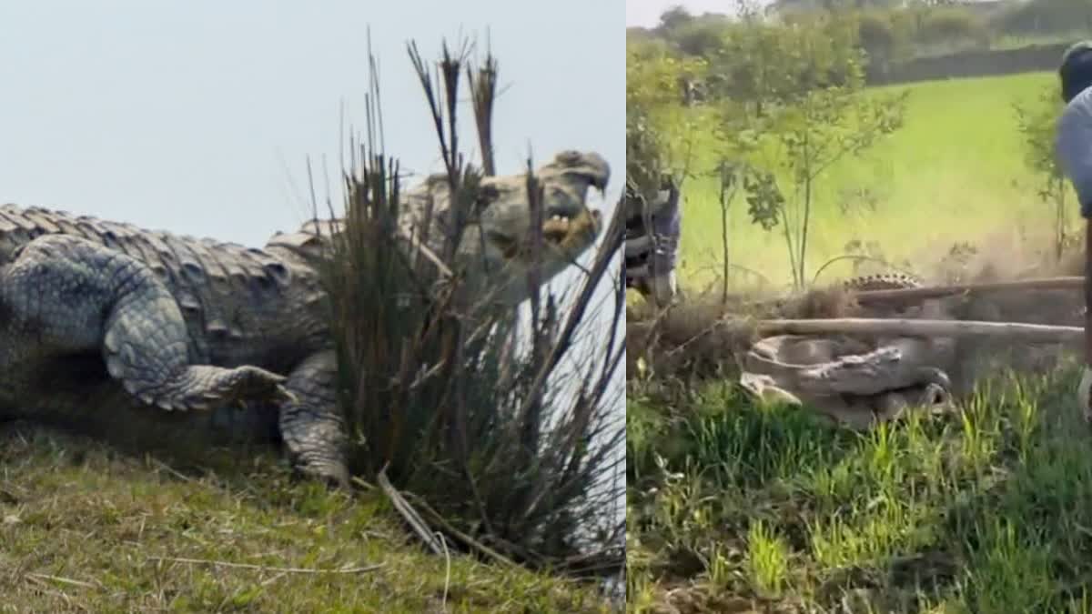 MAIHAR 6 FEET LONG CROCODILE RESCUE