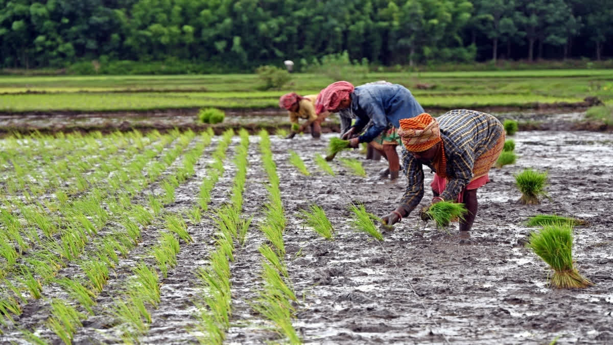 2661 Varieties Of Climate Resilient Crops Developed During 2014-24: Union Minister Bhagirath Choudhary