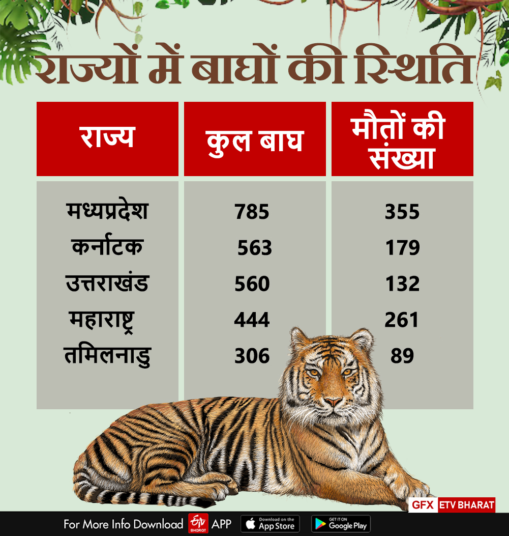 MP TIGERS DEATH TOLL 2024