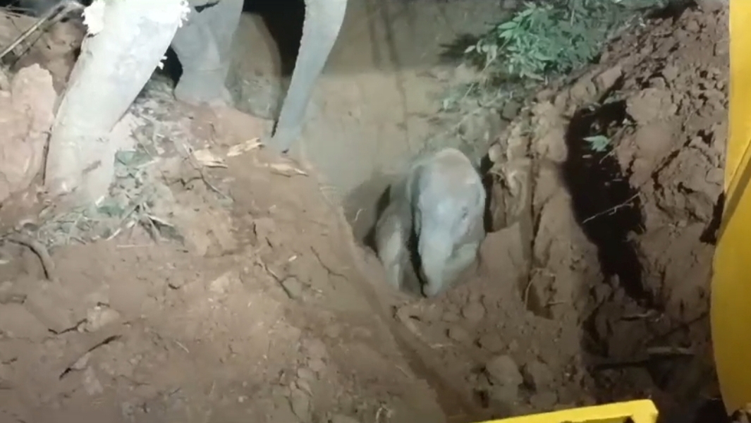 ELEPHANT CALF FELL INTO WELL