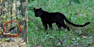 Pench Tiger Reserve new Bagheera spotted