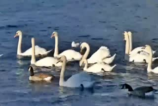 Migrant birds in Pong Dam Lake