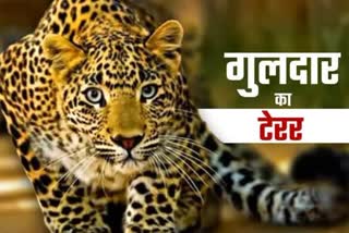 Srinagar Leopard Terror