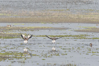 Assam's Laokhowa Wildlife Sanctuary Shines Bright In Water Bird Estimation