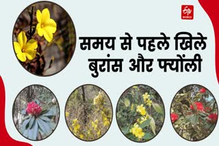 burans and Fyonli flowers bloomed in pauri in February-