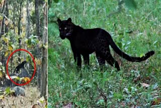 Pench Tiger Reserve new Bagheera spotted