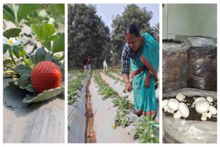 Strawberry And Mushroom Farming