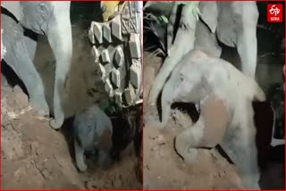 ELEPHANT CALF FELL INTO WELL