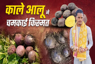 BLACK POTATO IN GAYA