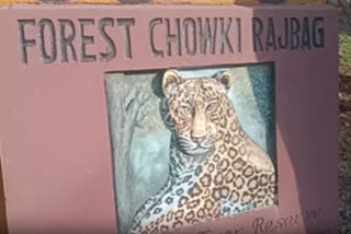 Movement of tigress cub in Ranthambore