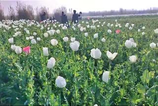 Opium crop destroyed in Rohtas