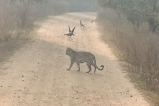 panther census in Rajasthan