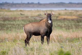 POACHERS KILLED A NILGAI,  KILLED A NILGAI IN SRI GANGANAGAR