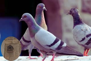 KHANDWA PIGEONS GOT HOME