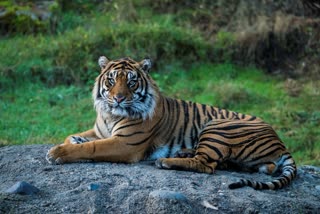 PANNA ELEPHANT MONITORING TIGRESS