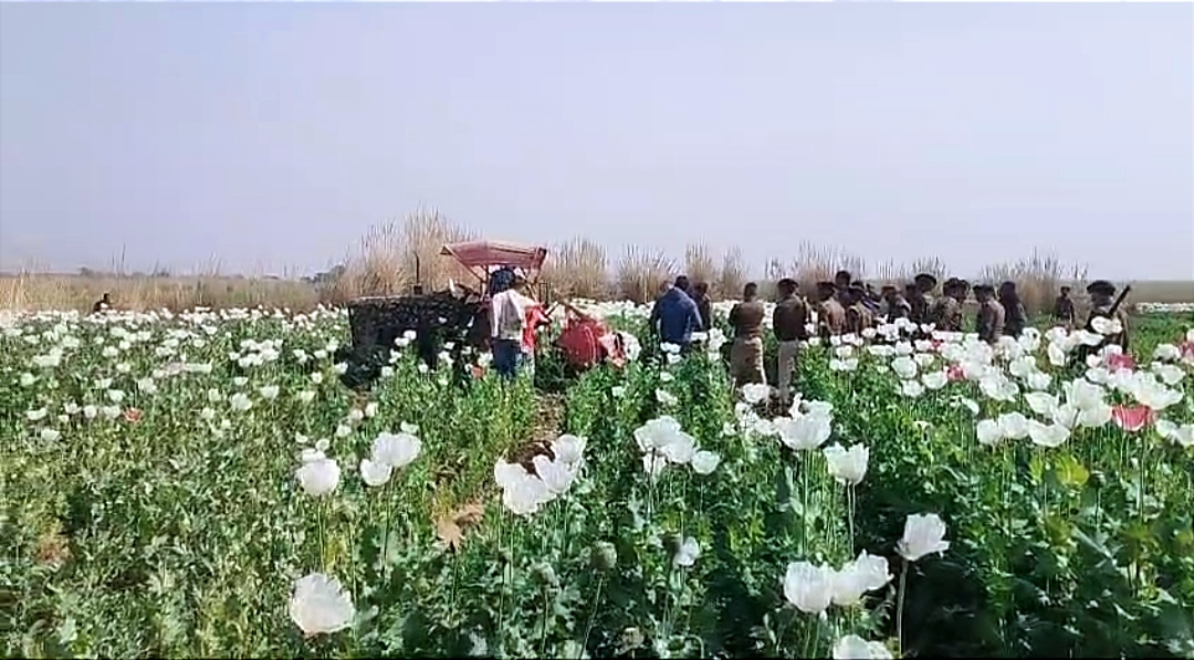 Opium crop destroyed in Rohtas