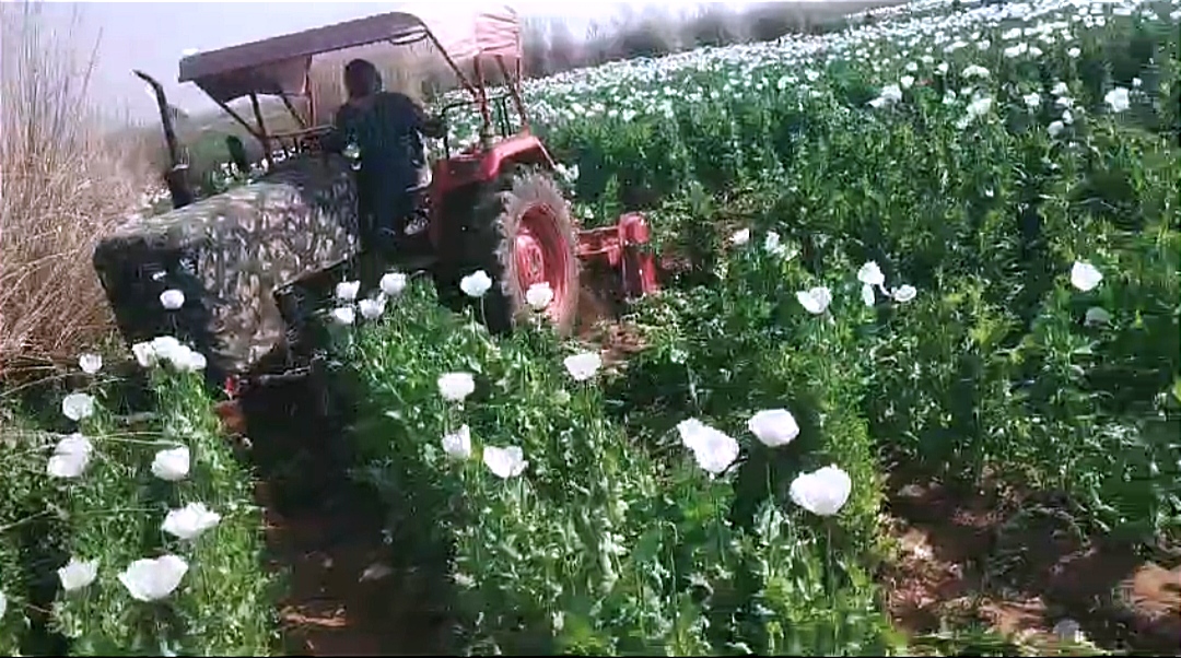 Opium crop destroyed in Rohtas