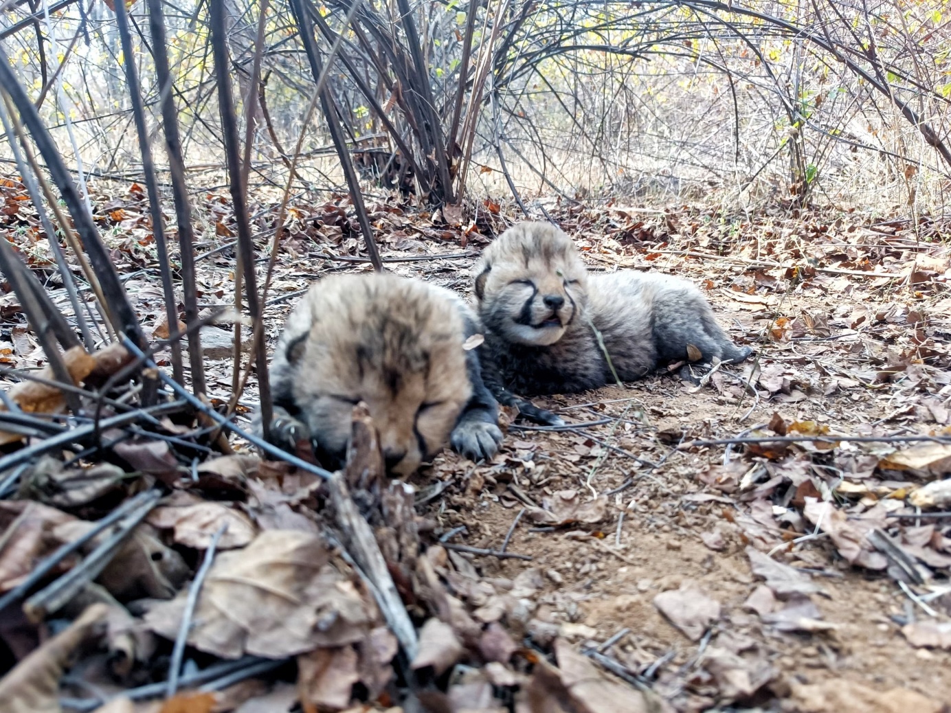 SHEOPUR KUNO NATIONAL PARK