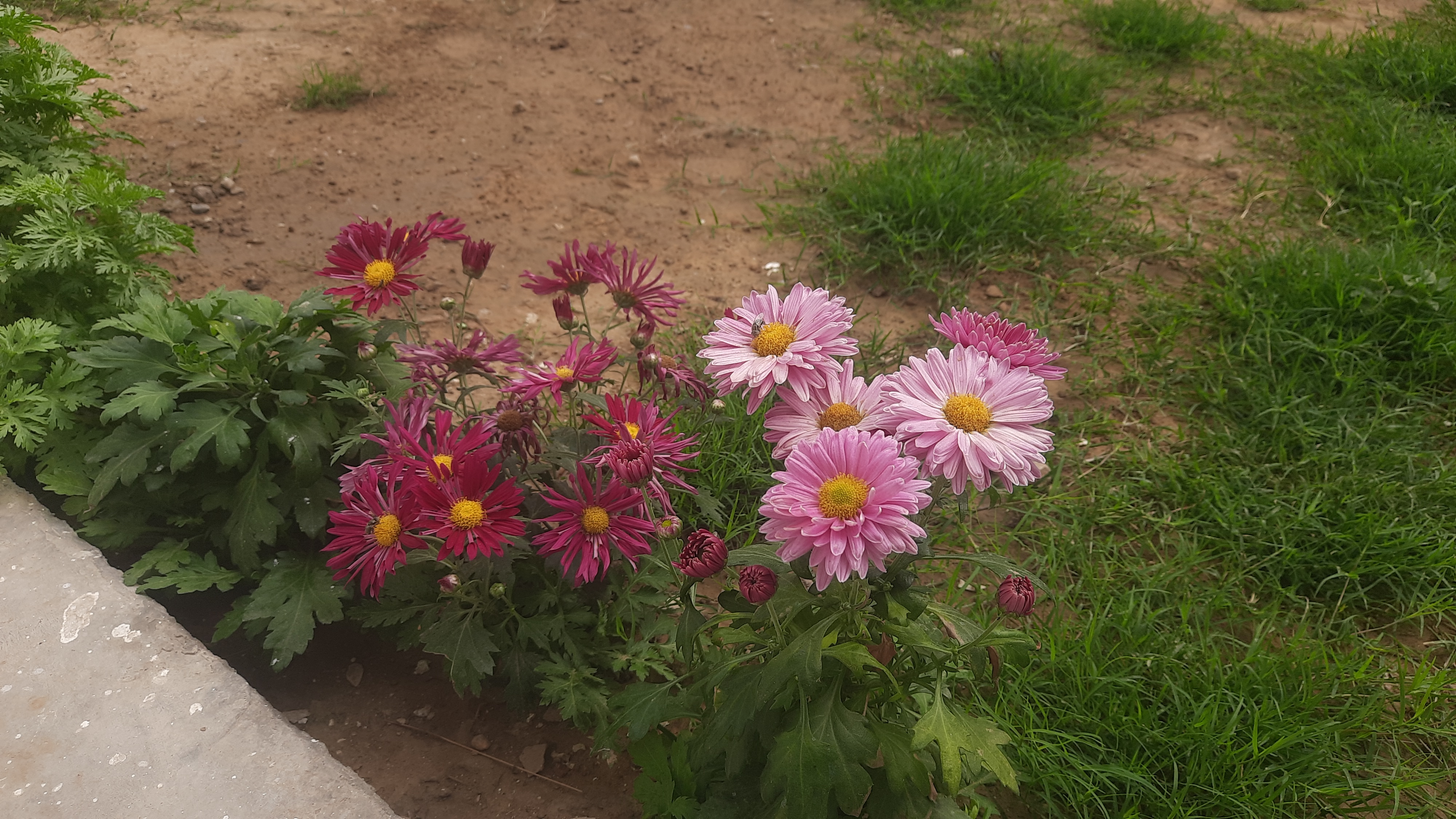 Bharatpur Flower Fair