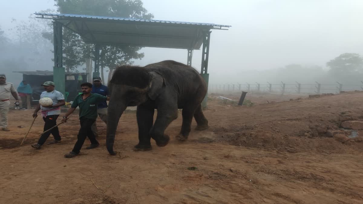 ଖୁବ ଶୀଘ୍ର ହାତୀଙ୍କ ପାଇଁ ପାଠଶାଳା,  ନନ୍ଦନକାନନରୁ ଗଲା ହାତୀ ଛୁଆ ଓ ମାଆ