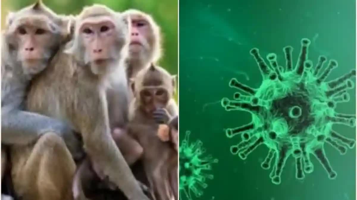 monkey disease  Uttara Kannada  ಉತ್ತರ ಕನ್ನಡ  ಮಂಗನ ಕಾಯಿಲೆ