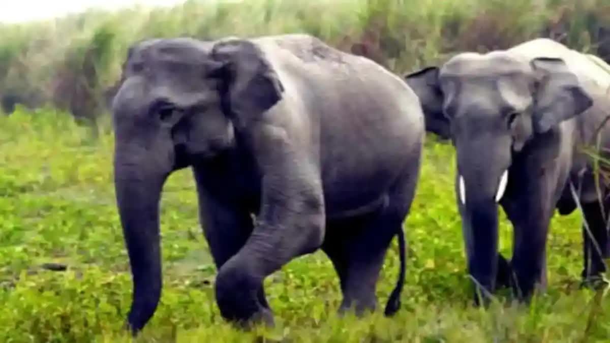 wild elephant attack  ವೃದ್ಧೆ ಸಾವು  Kerala  ಕೇರಳ