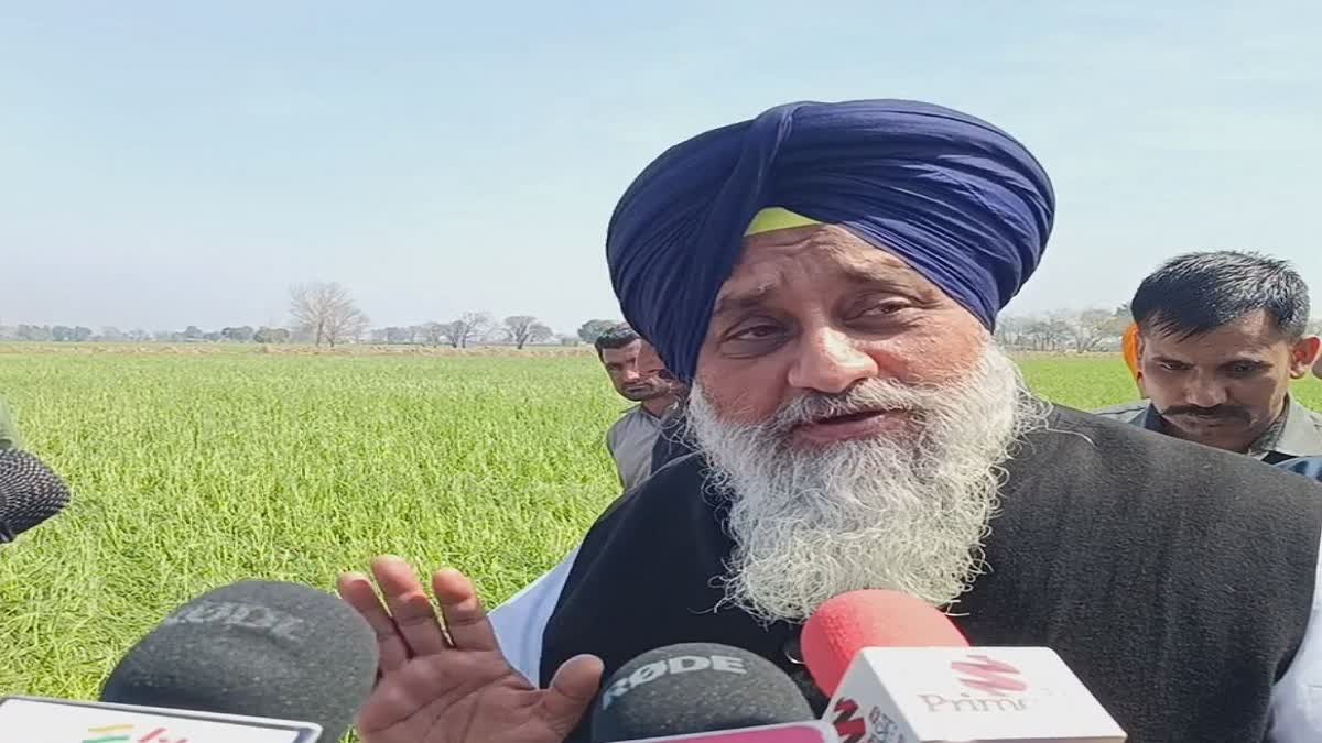 Member of Parliament Sukhbir Singh Badal arrived to take stock of the ruined crops