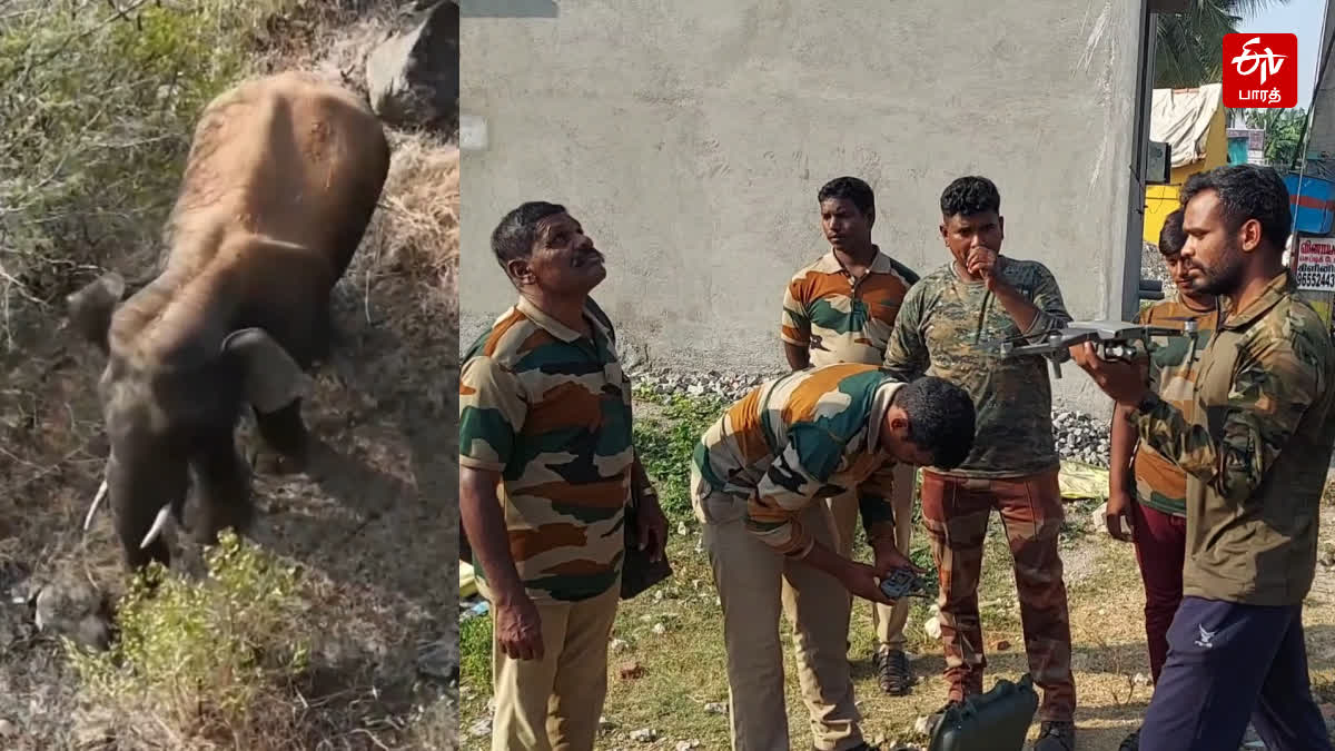 Wild Elephant Roaming in Dharmapuri