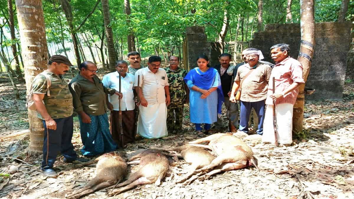 Wild Boar Nuisance  wild boar hunting  കാട്ടുപന്നി ശല്യം  കാട്ടുപന്നി ആക്രമണം  കാട്ടുപന്നി നായാട്ട്