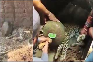 Leopard head stuck in metal vessel: rescued forest department