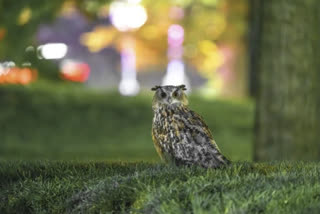 Fans gather to say goodbye to Flaco, the celebrity owl, in New York City memorial