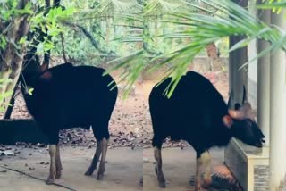 Wild Buffalo In Kozhikode  കൂരാച്ചുണ്ട് കാട്ടുപോത്ത്  കോഴിക്കോട് കാട്ടുപോത്ത് ആക്രമണം  Wild Buffalo Attack