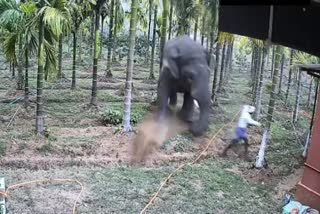 laborer-narrowly-escapes-elephant-attack-in-sakaleshpura-video
