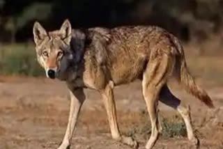 Wolf terror in Lakhimpur Kheri