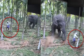 WATCH: Wild elephant attack at Karnataka's Hassan