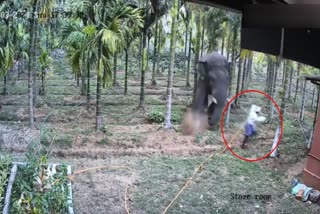 Elephant attacked laborer