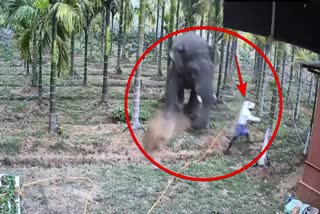 Wild Elephant Attack On Labours In Karnataka