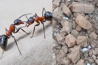 ant causes Farmer House collapse